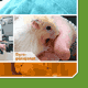 Avivet